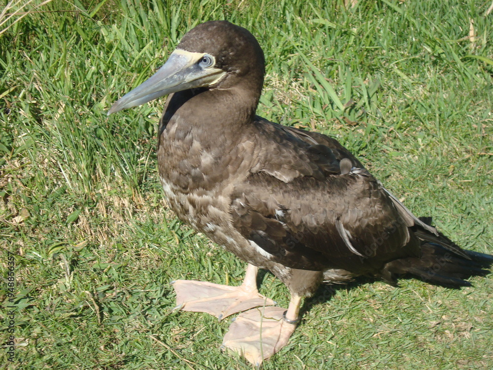brown booby brown booby