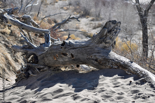 Old toppled tree in a seasonal river bed