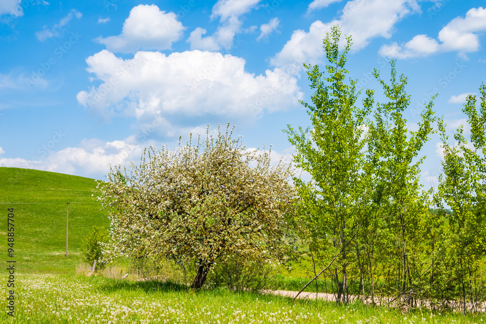 Fototapeta premium Blooming trees on green meadow on sunny spring day, Suwalski Landscape Park, Podlasie, Poland