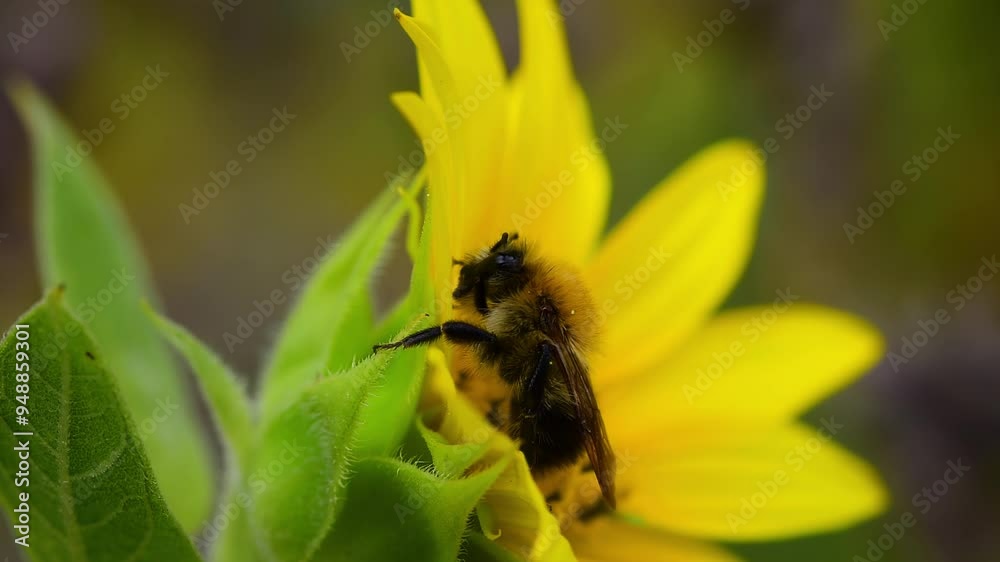 Bee (apis) rubbing feelers and nose on blooming sunflower close up. Shallow depth of field soft background Bee (apis) rubbing feelers and nose on blooming sunflower close up. Shallow depth of field soft background