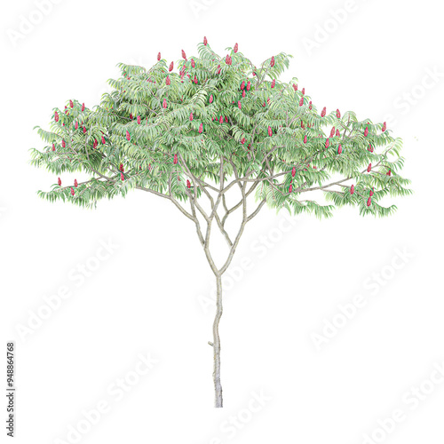 3D rendering of Staghorn sumac tree isolated on transparent Canvas
