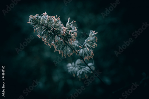 A close up of a Cock's-foot plant with rain droplets photo