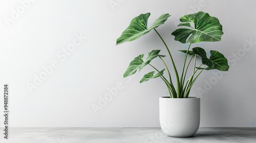 Green leafy indoor plant in a white pot against a soft white textured background