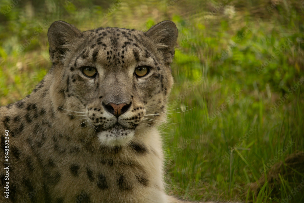 A closeup of a snow Leopard looking at the camera A closeup of a snow Leopard looking at the camera
