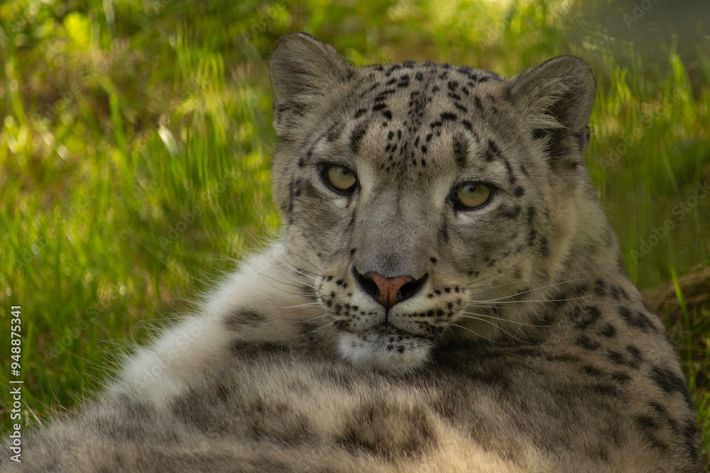 Detail portrait of beautiful big cat snow leopard, Detail portrait of beautiful big cat snow leopard,