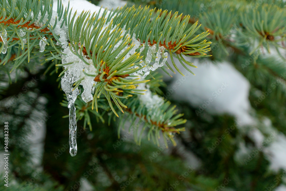 snow and frozen drops of water on the needles of spruce branches. The concept of spring, thaw, New Year mood. green postcard with a macro view of nature
