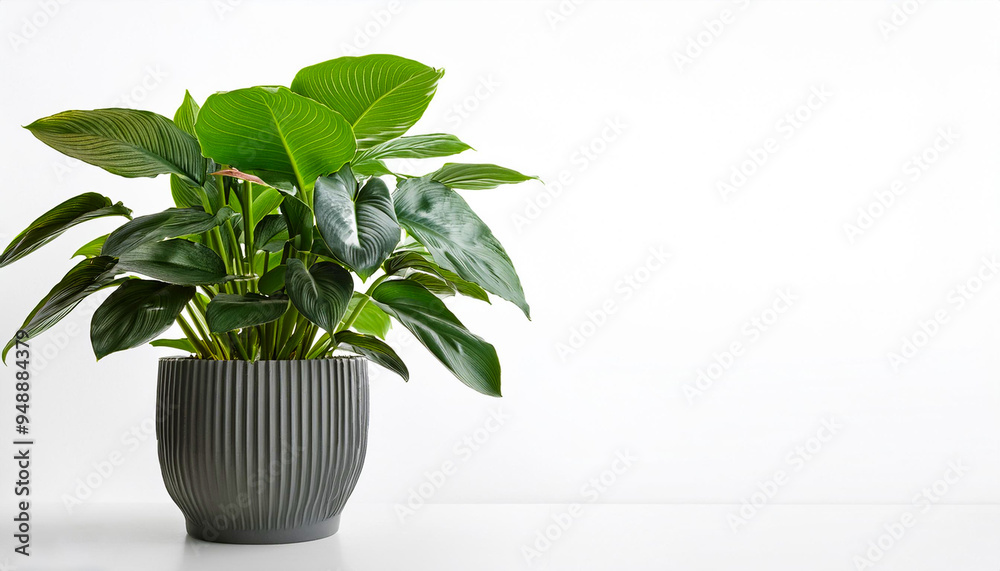 Modern indoor plant isolate on white background. Modern indoor plant isolate on white background.