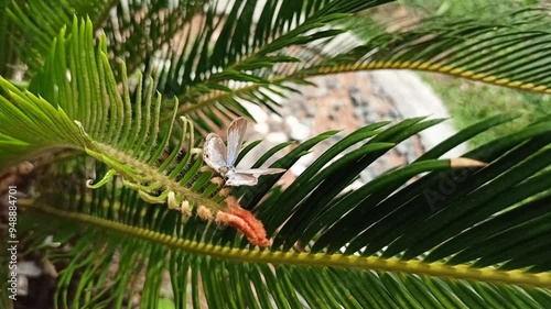 Butterflies of the Euchrysops cnejus species perched on fern trees photo