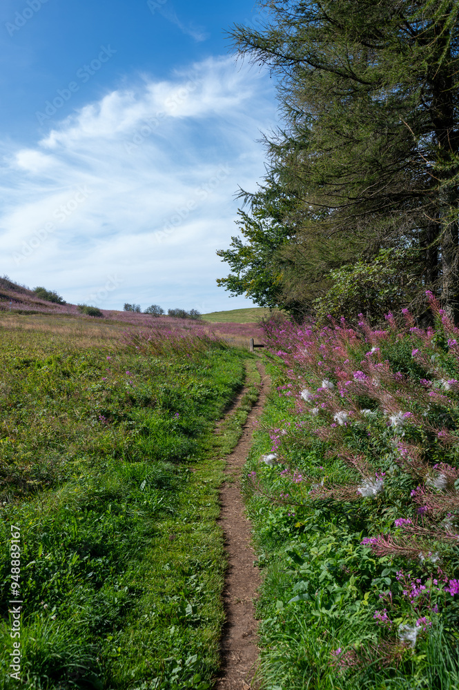 Fototapeta premium Landscape with a footpath, with pink flowers, trees and meadow