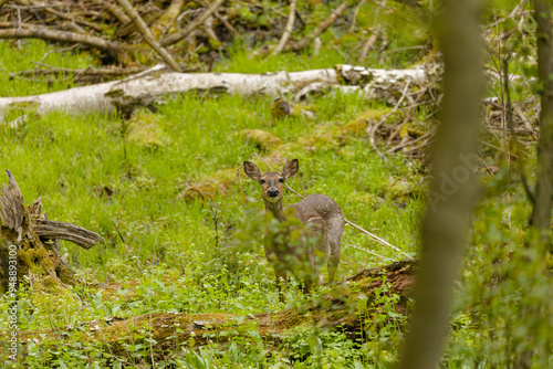 Deer. The white-tailed deer  also known as the whitetail or Virginia deer . White taild deer is  the wildlife symbol of Wisconsin  and game animal of Oklahoma. photo