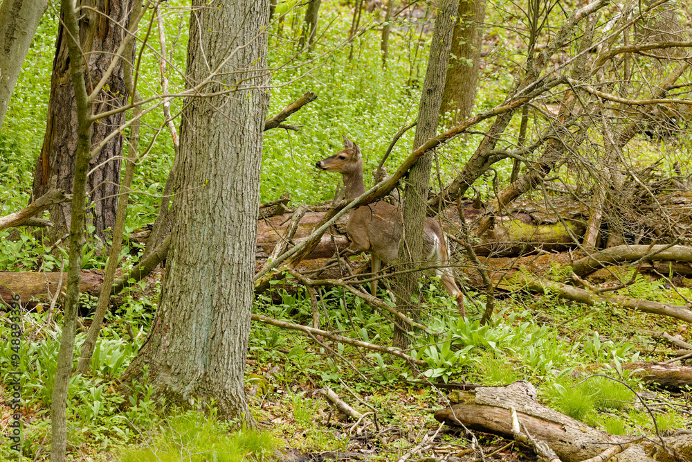 Deer. The white-tailed deer also known as the whitetail or Virginia deer . White taild deer is the wildlife symbol of Wisconsin and game animal of Oklahoma. Deer. The white-tailed deer also known as the whitetail or Virginia deer . White taild deer is the wildlife symbol of Wisconsin and game animal of Oklahoma.