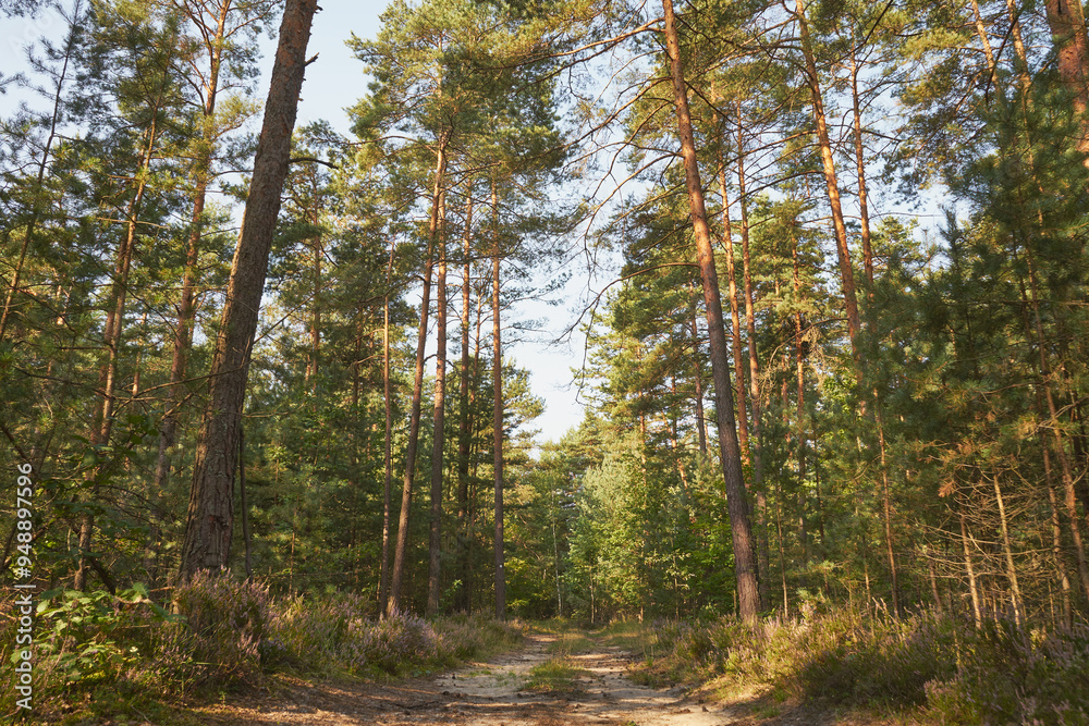 Obraz premium leśna droga 