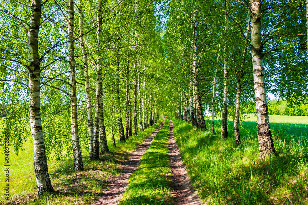 Cycling path in forest with young birch trees in spring landscape, Suwalski Landscape Park, Podlasie, Poland