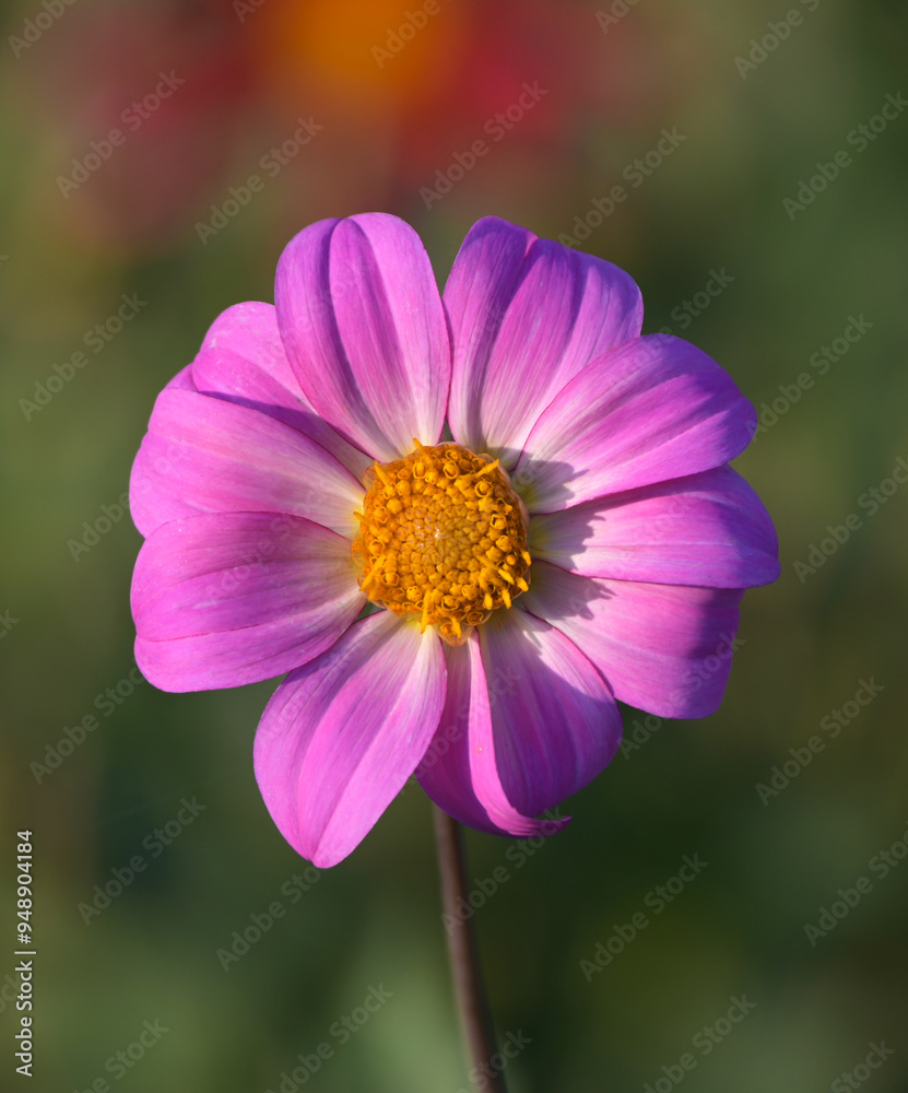 Fototapeta premium Beautiful close-up of a single-flowered dahlia