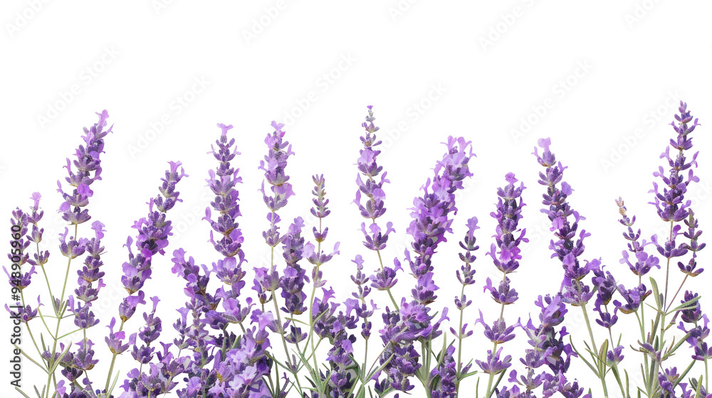 Naklejka premium A composition of several lavender flowers isolated on transparent background