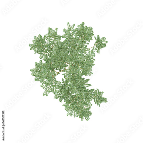 Foto Black locus tree from the top view isolated on white Canvas