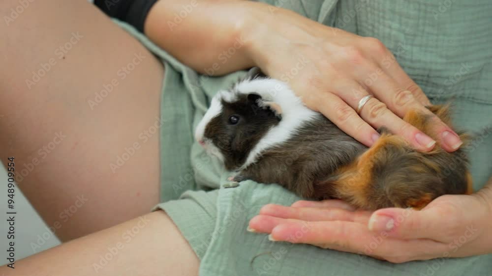 Small guinea pig sits peacefully in a person's hands while they relax together indoors Small guinea pig sits peacefully in a person's hands while they relax together indoors
