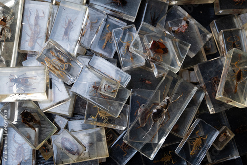 scattered pieces of a vintage insects collection, flea market