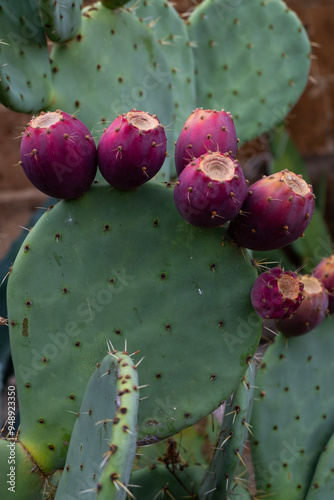 prickly pear cactus fruit