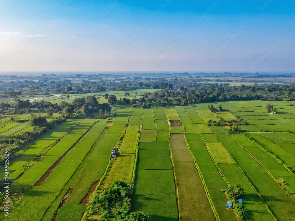 Obraz premium Lush green rice fields stretch across the countryside, showcasing agricultural beauty under a clear blue sky during the sunny afternoon