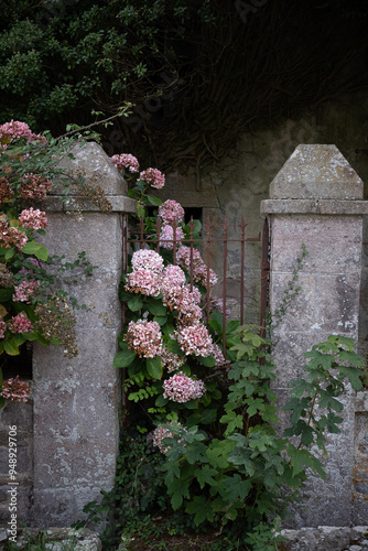 old rusty irongate with hydrangeas flowers