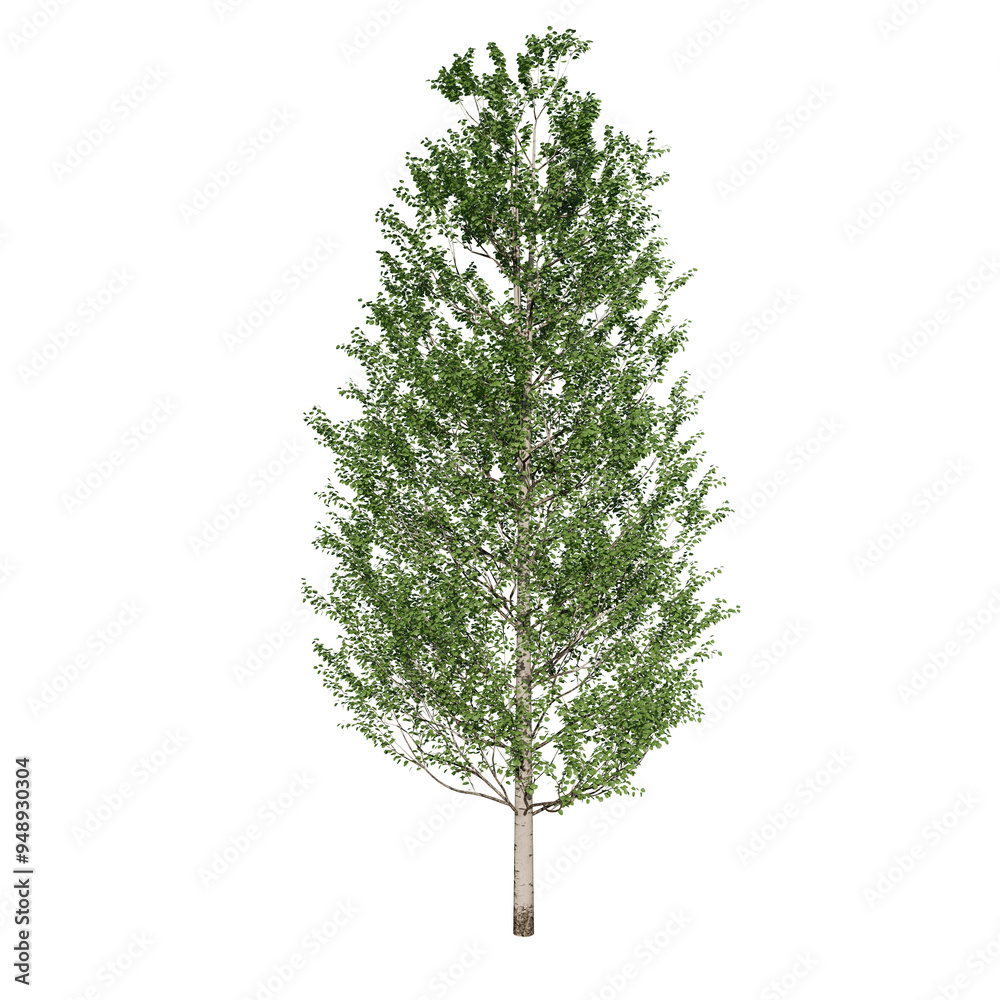 Birch Betula Deciduous Tree | High Resolution, Isolated, 3D Render Birch Betula Deciduous Tree | High Resolution, Isolated, 3D Render
