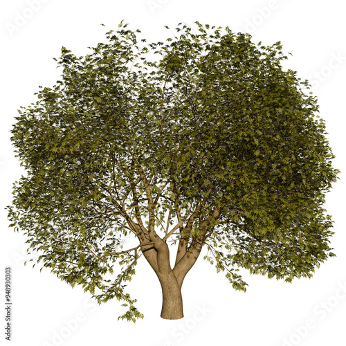 Deciduous Tree with Volumetric Crown | High Resolution, Isolated, 3D Render