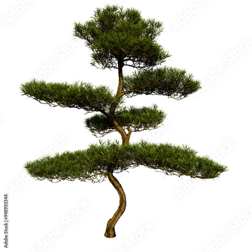 Pine Pinus Pinea Coniferous Tree | High Resolution, Isolated, 3D Render