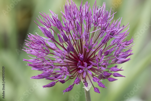 close-up of an Allium hollandicum Persian Onion or Dutch Garlic