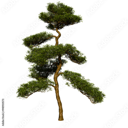 Pine Pinus Pinea Coniferous Tree | High Resolution, Isolated, 3D Render