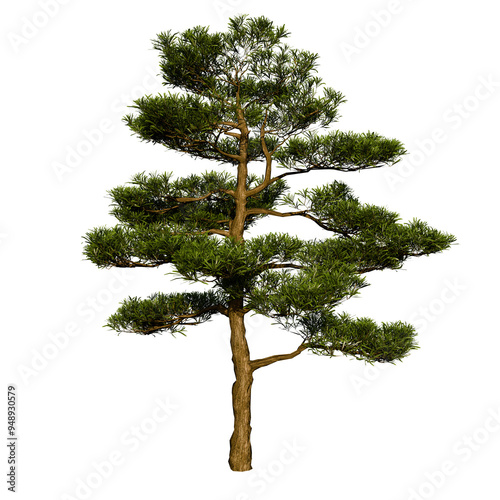 Pine Pinus Pinea Coniferous Tree | High Resolution, Isolated, 3D Render