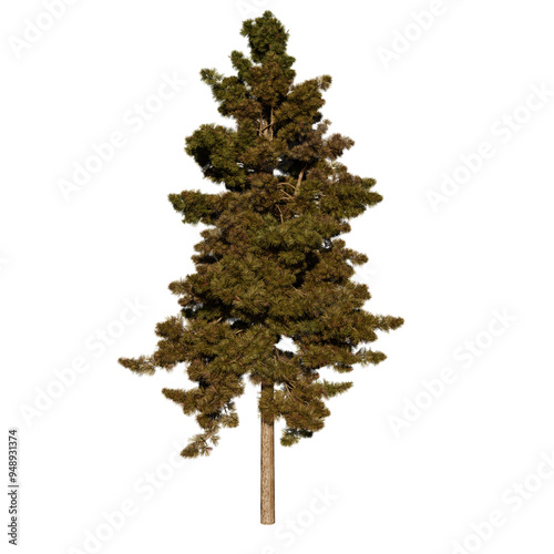 Spruce Pine Evergreen Coniferous Plant | High Resolution, Isolated, 3D Render