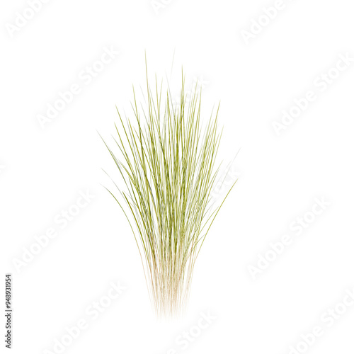 Wheat Tuft | High Resolution, Isolated, 3D Rendering