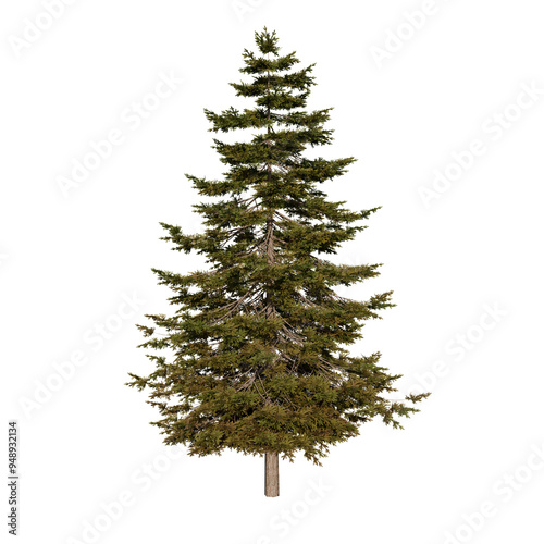 Spruce Pine Evergreen Coniferous Plant | High Resolution, Isolated, 3D Render