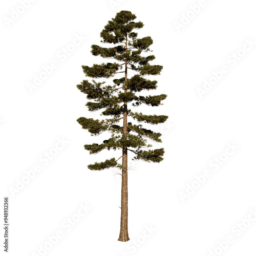 Fototapeta Naklejka Na Ścianę i Meble -  Spruce Pine Evergreen Coniferous Plant | High Resolution, Isolated, 3D Render