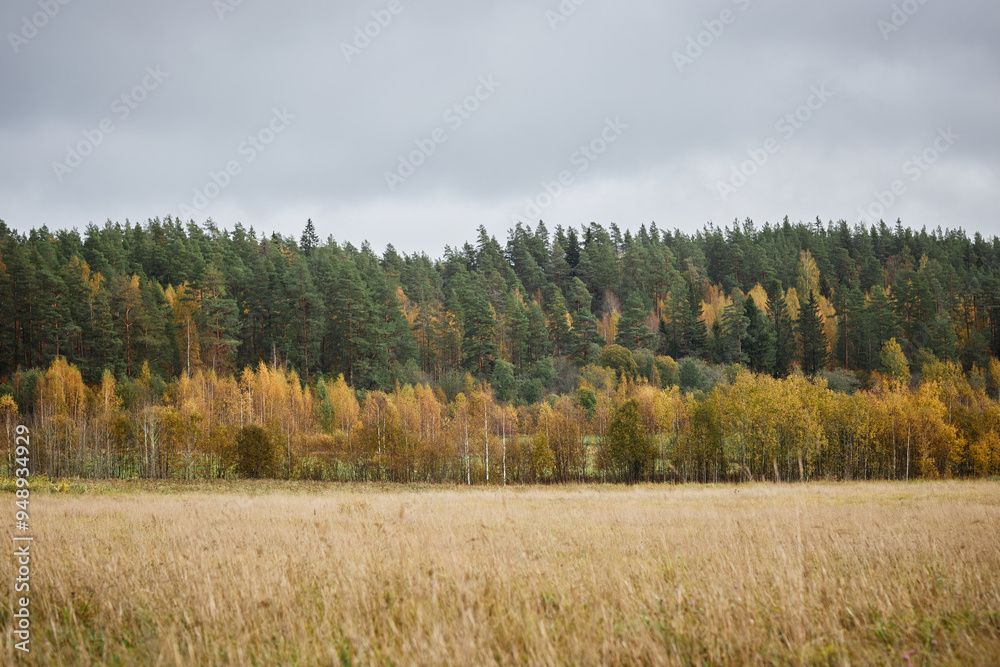 Wild landscape of pine forest with yellow trees during autumn season and grey cloudy sky above, copy space Wild landscape of pine forest with yellow trees during autumn season and grey cloudy sky above, copy space