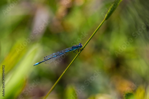 Irish Damselfly Coenagrion lunulatum perching on a grass straw. photo