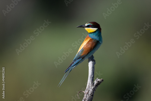 Wallpaper Mural European bee-eater on a branch Torontodigital.ca