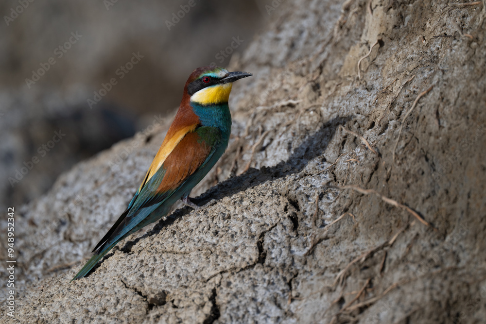 European bee-eater on a branch European bee-eater on a branch