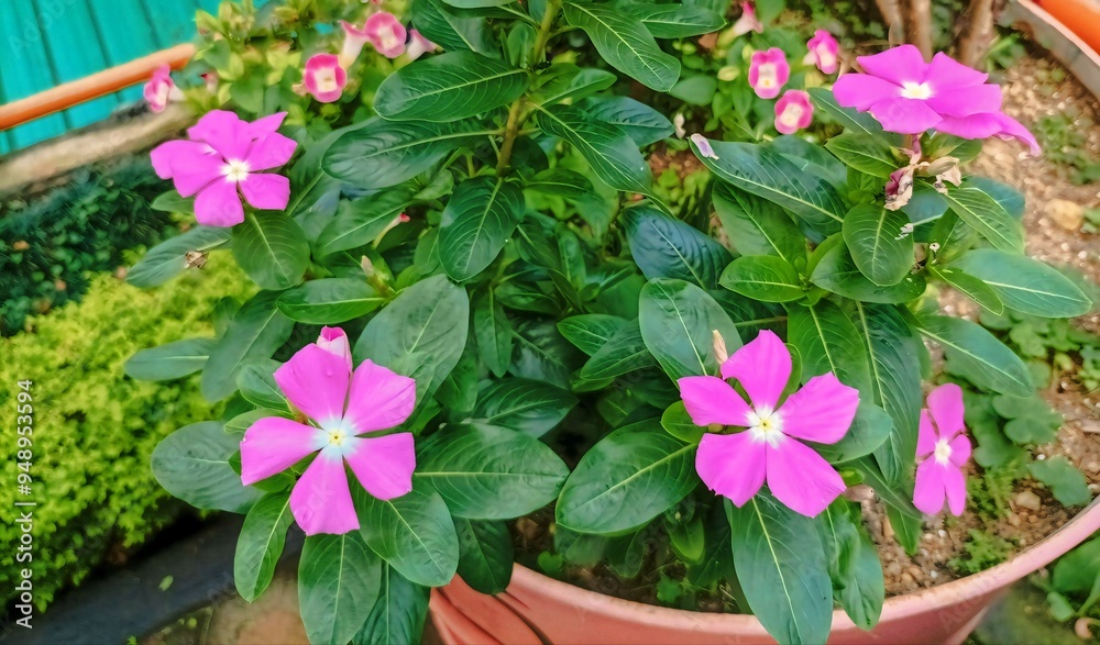 Catharanthus roseus, Vinca rosea or Madagascar Periwinkle is evergreen shrub grown as ornamental plant. Popular In subtropical gardens as summer bedding plant. Cultivated for herbal medicine. Catharanthus roseus, Vinca rosea or Madagascar Periwinkle is evergreen shrub grown as ornamental plant. Popular In subtropical gardens as summer bedding plant. Cultivated for herbal medicine.