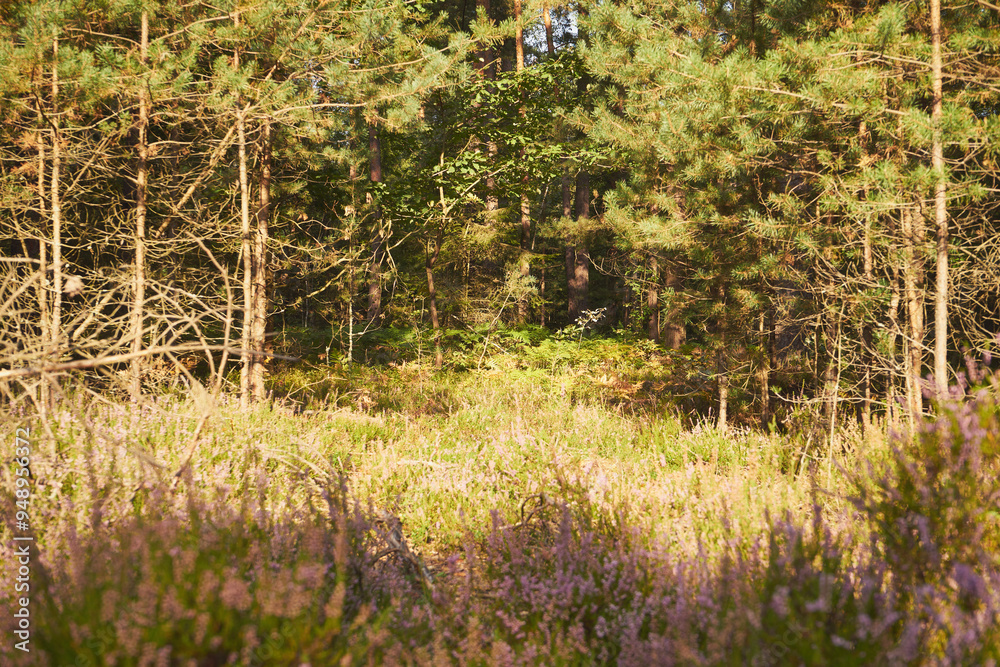 Obraz premium wrzosy 