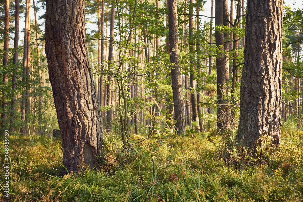 Obraz premium las 
