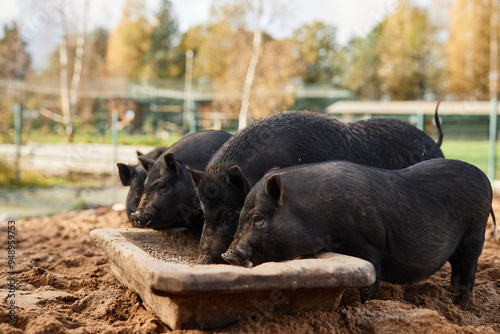 Side view shot of line of black domestic pigs eating grain from huge trough at countryside farm, copy space