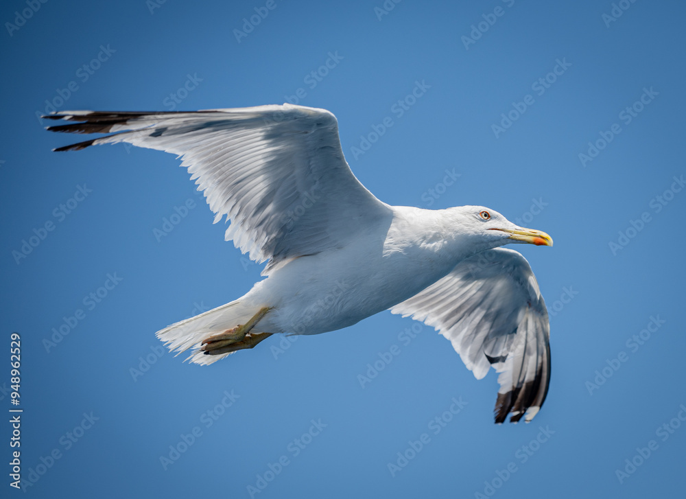 Flying Seagull close up summer vacation Flying Seagull close up summer vacation