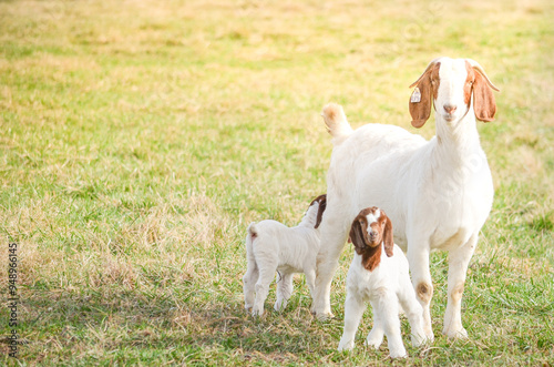 A mother boer goat and her twin kids are grazing on pasture on a summer day with  a blue sky and green grass.  photo