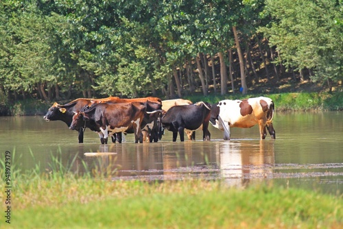 You can often see cattle on the banks of the Tigris River in Diyarbakır because animal husbandry is common in the region.
