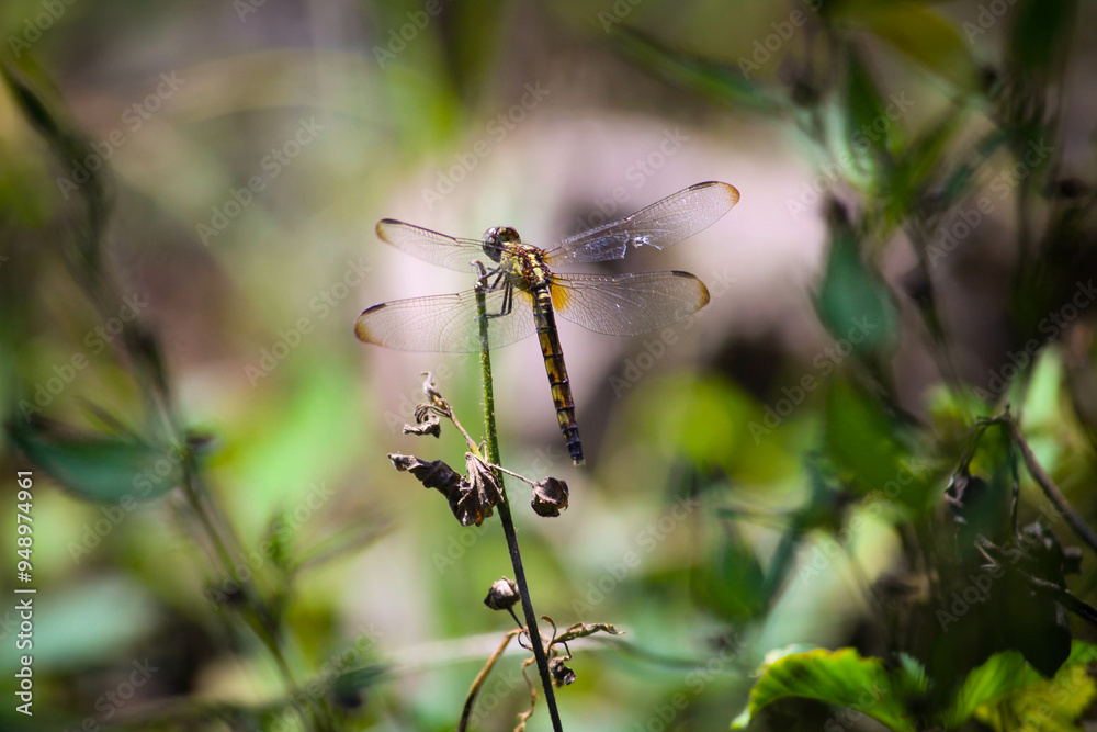 dragonfly on a branch