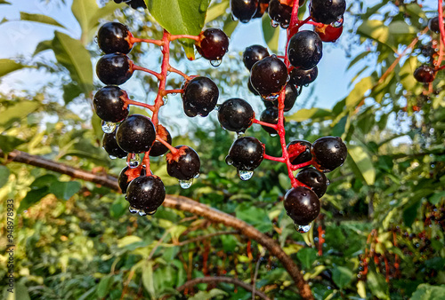 Ripe, dark black cherry fruit hanging on a twig. Sprinkled with rain. Prunus serotina, called black cherry,wild black cherry, rum cherry or mountain black cherry.