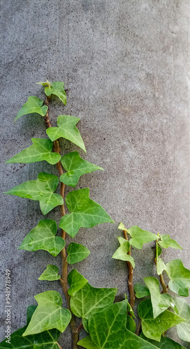 Photo of green ivy plant on the stone grey wall.