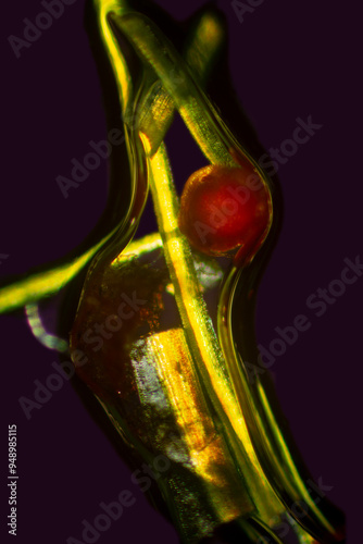 Abstract pattern made by pieces of a Dicranum moss leaf.